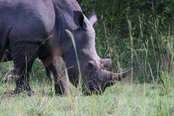 Day Tour Of Ziwa Rhino Sanctuary and Wildlife Ranch - ZIWA RHINO TREKKING