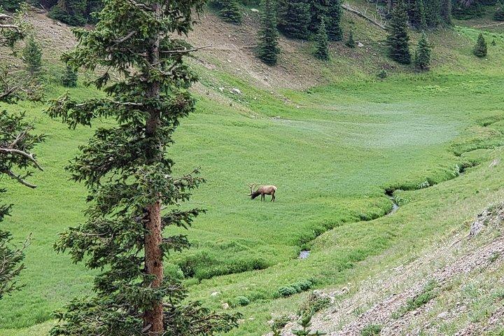 Private and Personalized Three Hour Morning Tour of Rocky Mountain National Park