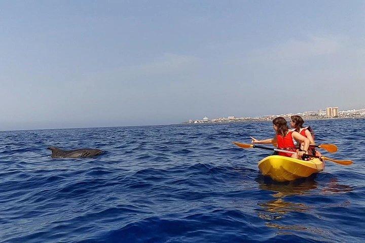 Kayak Safari with Dolphin and Turtle Watching in Guaza