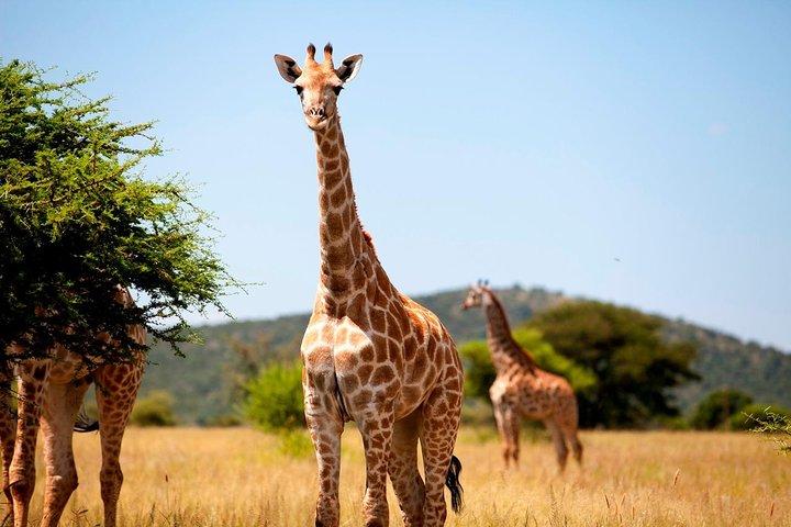 Safari Half-Day - Tala Game Reserve & Phezulu Centre from Durban 