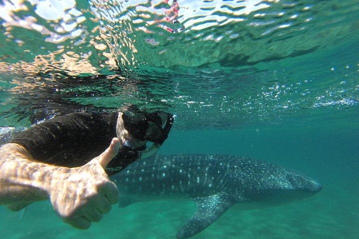 Whale Shark snorkeling tour in a reduced group with local marine biologist