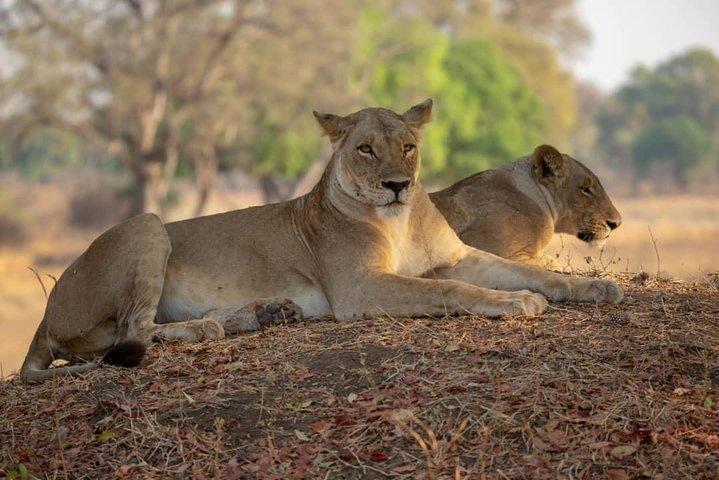 Selous/Nyerere National Park Day Trip 