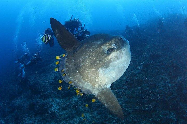 7 Fun Dives in Nusa Lembongan (for certified divers) - Premium Value Package