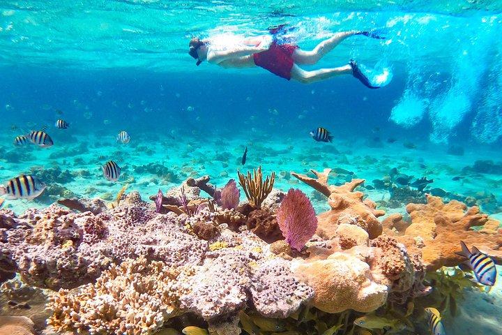 Pearl Island Bahamas Snorkeling Experience and Lunch
