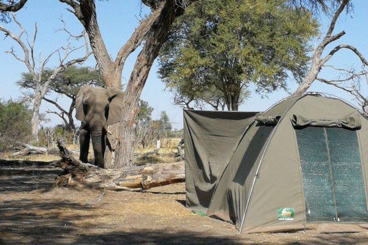 2 Day Wilderness Trail: Okavango Delta and Moremi - Camping Safari