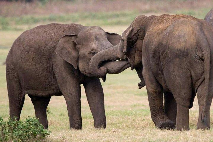 Udawalawe Safari Tour With Baby Elephants From Hambantota Port