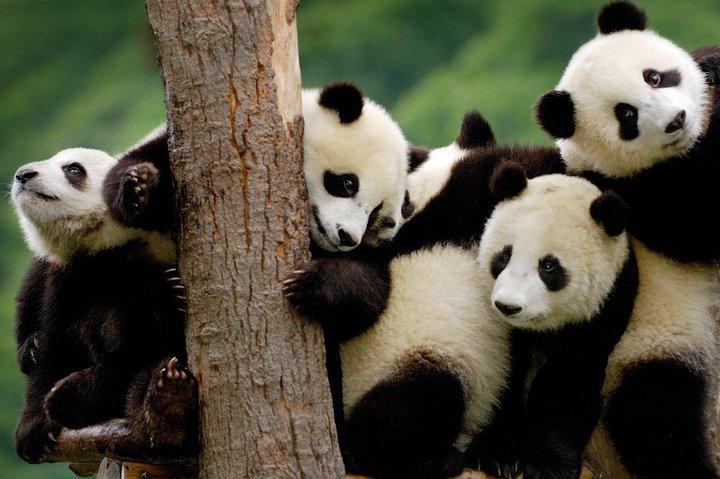 Private Panda Base and Leshan Buddha Day Tour from Chongqing