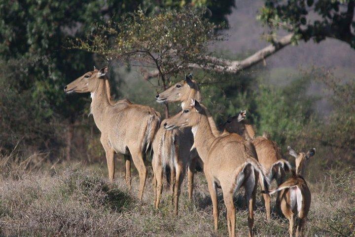 Private Safari Excursion to Panna National Park from Khajuraho