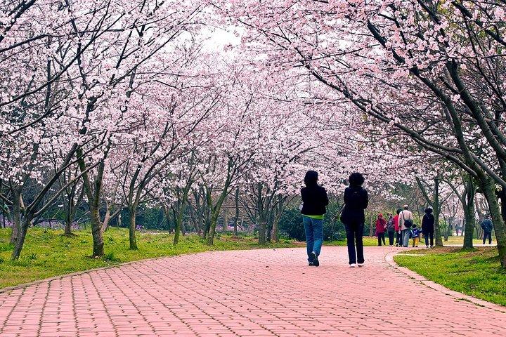 Half-Day Wuxi Yuantouzhu Park Private Guided Sightseeing Tour