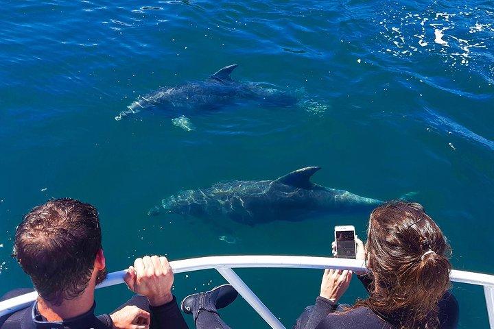2 hour Dolphin Viewing Eco-Tour from Picton