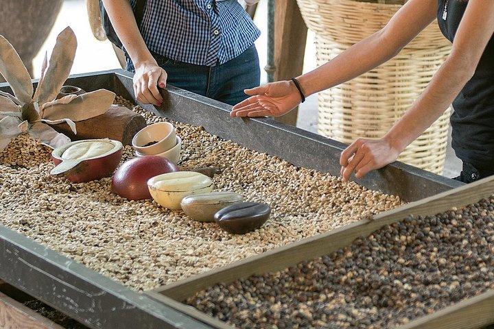 Coffee Route, an adventure of aroma and flavor to Veracruz