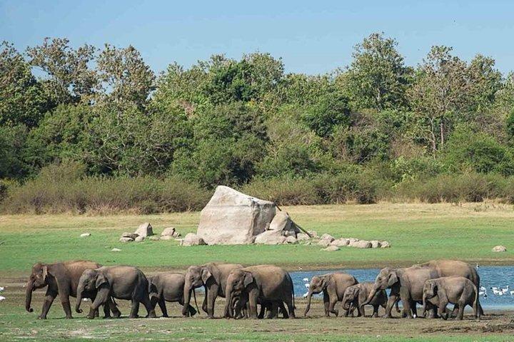 Udawalawe Safari Private Day Tour Kaluthara/Beruwala/Bentota/Kosgoda/Ahungalla