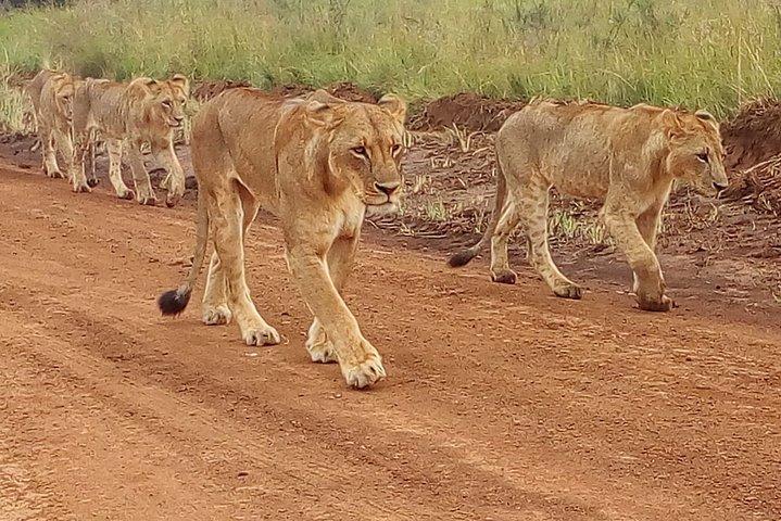 4-Day Tsavo East West and Amboseli National Park from Mombasa