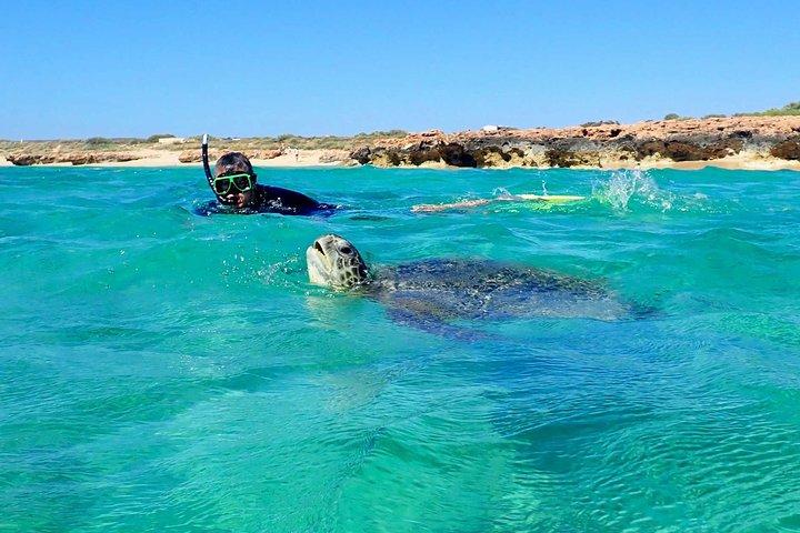 Turtle Tour - Ningaloo Reef Half Day Sea Kayak and Snorkel Tour