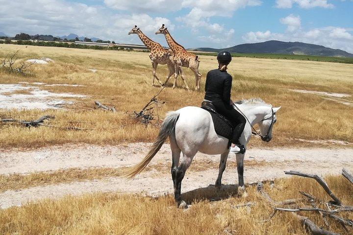 Horse Riding Wildlife Safari