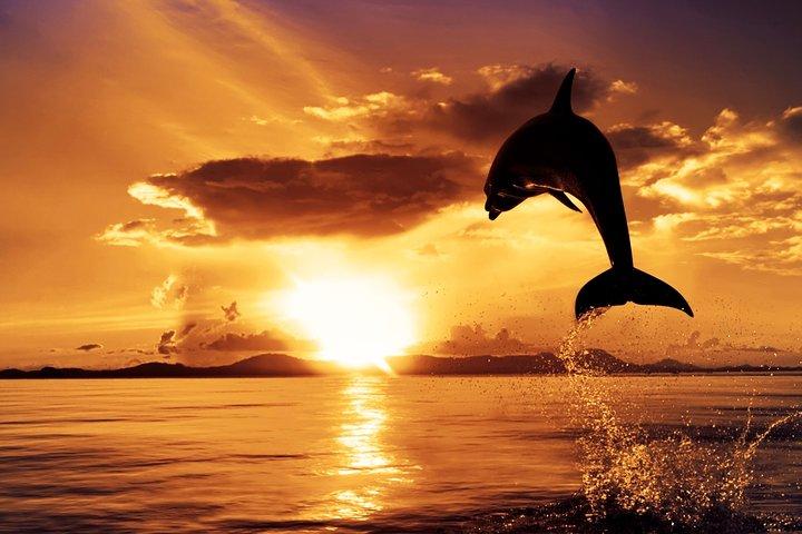 Exclusive boat tour DOLPHIN WATCHING with dinner & drinks from Pula