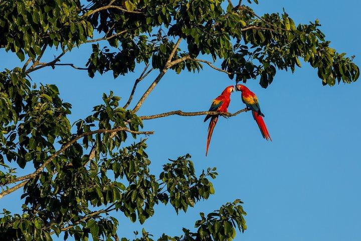 Wild Macaws Tours in Punta Islita from Playa Samara