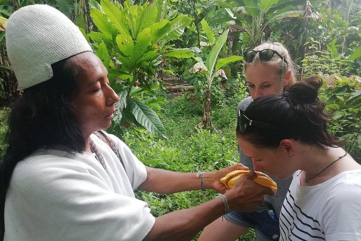 Cacao Indigenous Tour - Private Tour