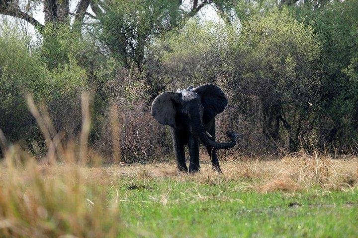 10 Day Elephant Tracking Botswana