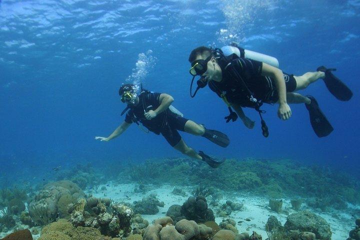 Guided Shore Dive for Certified Divers with Scubaçao (1 tank)