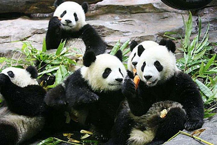 Guangzhou Chimelong Safari Park Private Guided Tour 