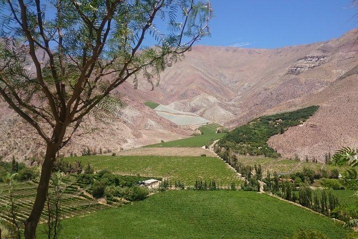 Classic Elqui Valley (Between vineyards and fruit trees)