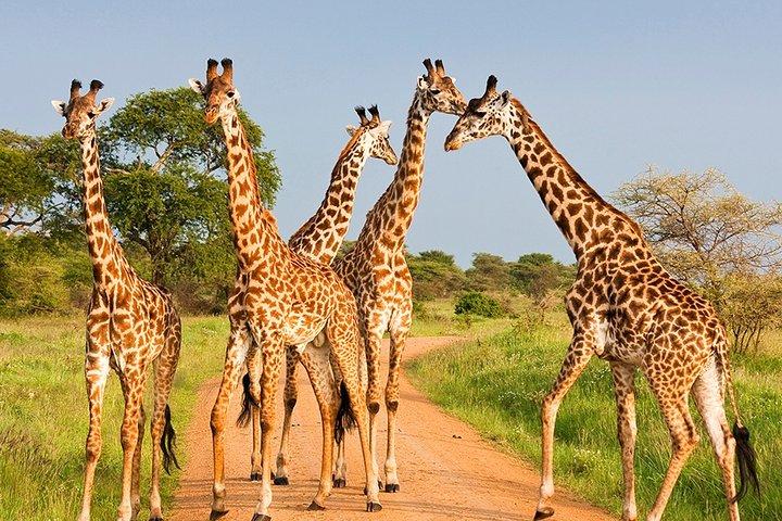 6 Days Masai Mara, Lake Nakuru & Amboseli Ultimate Kenyan Safari