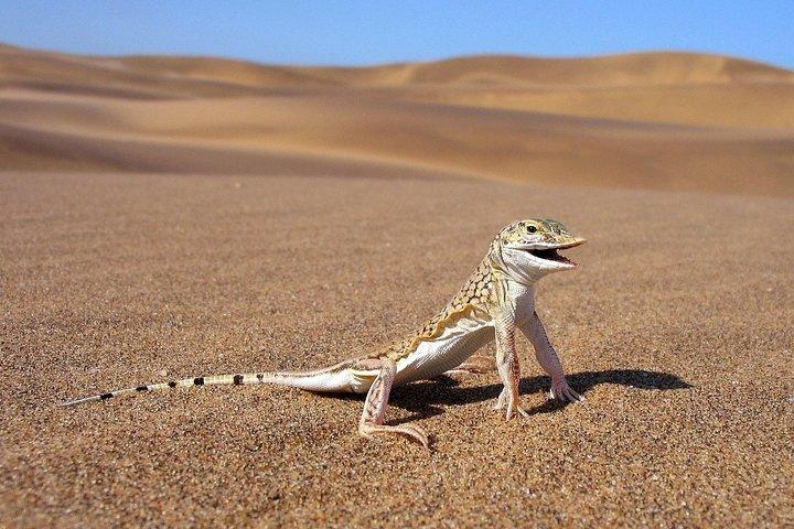  Private Highlights Of Namib Dunes Experience