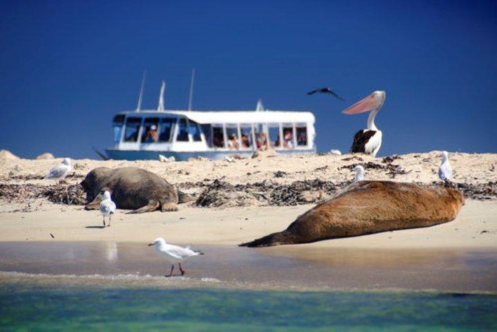Dolphin, Penguin and Sea Lion Cruise
