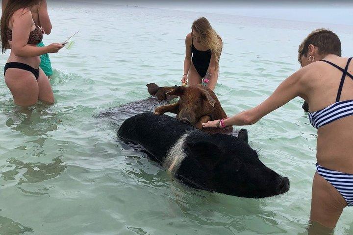 Swim with Pigs on a Tropical Island