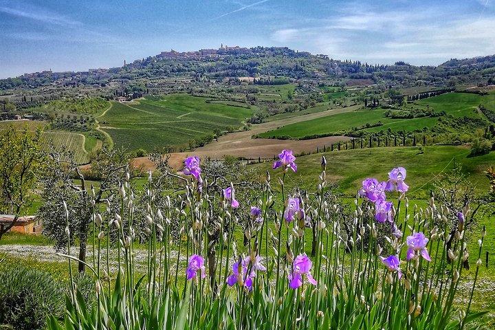 Montepulciano private guided tour