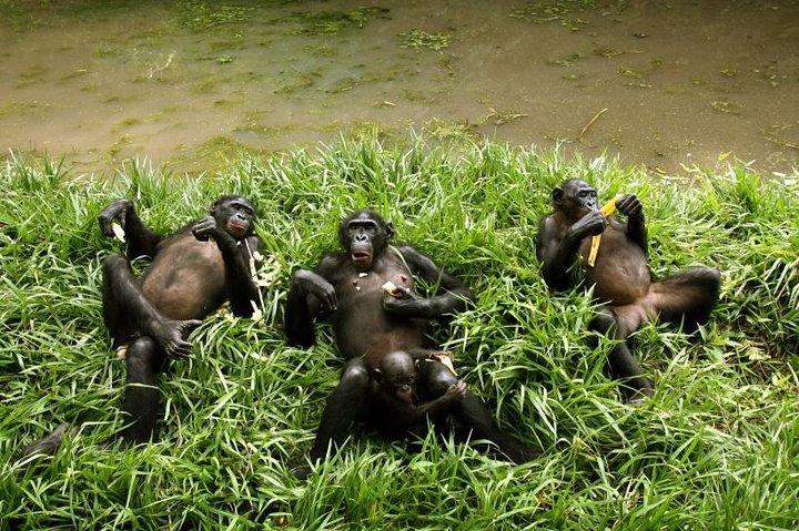 Exclusive Lola Ya Bonobo Sanctuary Tour