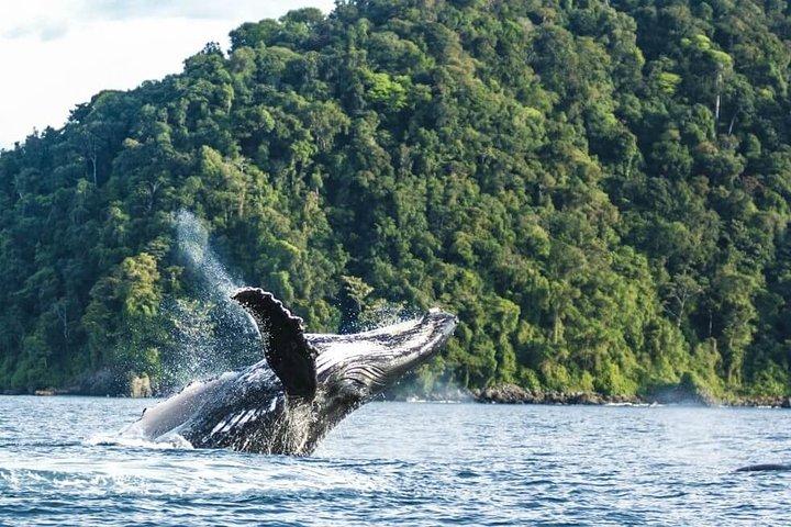 Whale Watching in the Colombian Pacific Coast (Jul 15 - Oct 15)