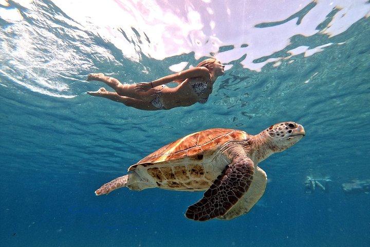 Swimming with sea turtles incl. pictures. Award Winner 2023 