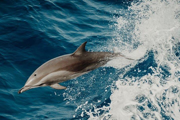 Depart Saint Raphaël: Meet the Dolphins