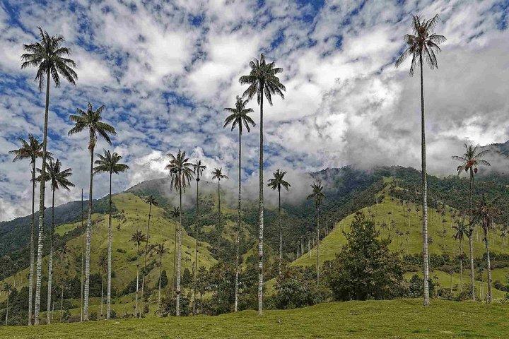 Wax Palms, Salento and Coffee Private Full Day Tour