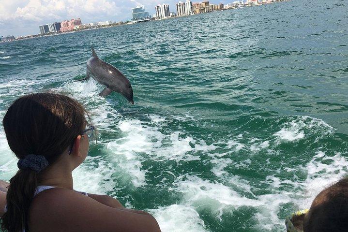 Little Toot Dolphin Adventure at Clearwater Beach 