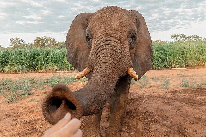 Elephant Encounter at Victoria Falls National Park