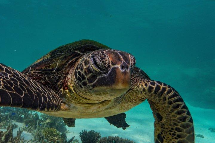 Half Day Snorkel 2.5hr Turtle Tour on the Ningaloo Reef, Exmouth