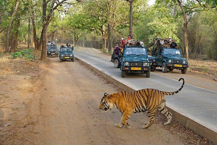 Full Day trip to Ranthambore tiger reserve from Jaipur