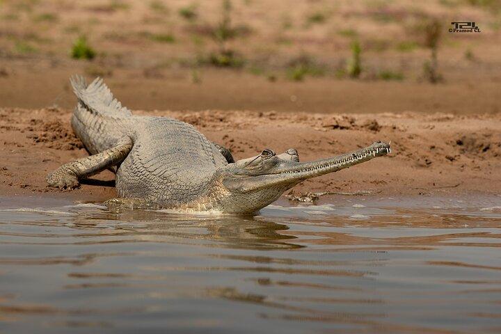 National Chambal Sanctuary and Alligator Day Tour from Sawai Madhopur