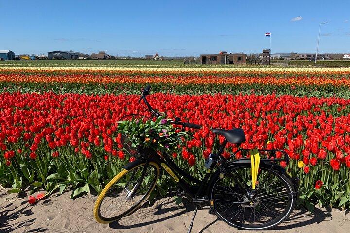 Enjoy the tulip fields by bicycle with a local guide! Tulip bike tour!