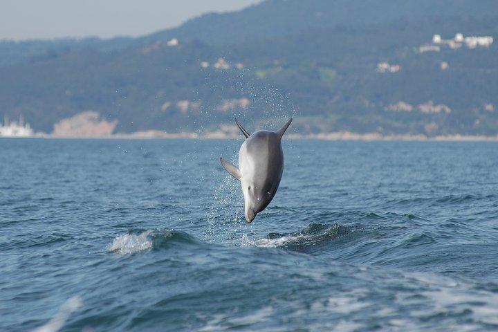 Become a dolphin protector! Lisbon Eco-dolphin watching