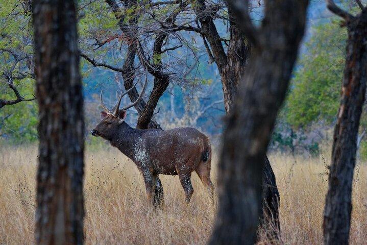 Safari in Bandhavgarh, Kanha, Pench & Tadoba National Parks