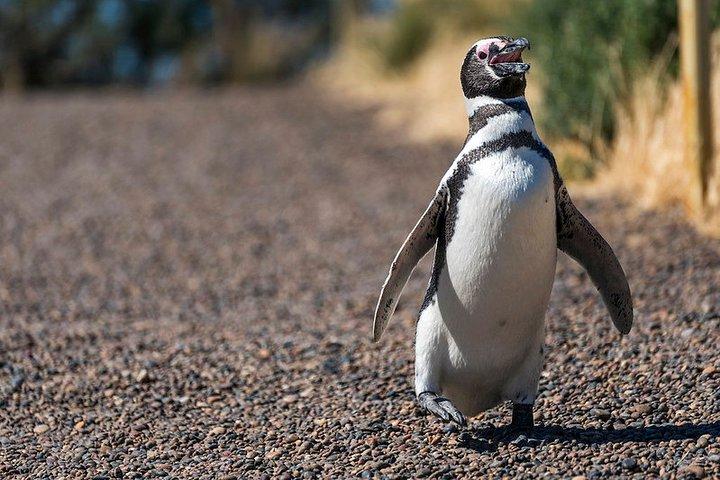 Private Tour Discovering Punta Tombo Penguin Reserve From Puerto Madryn