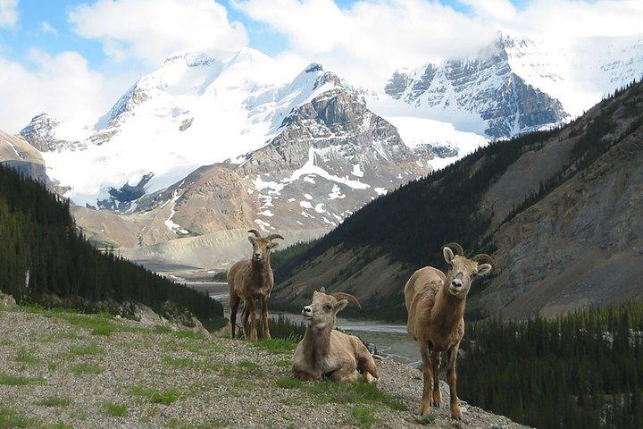 Canmore: Into the Mountains - 6hr Private Hiking Tour