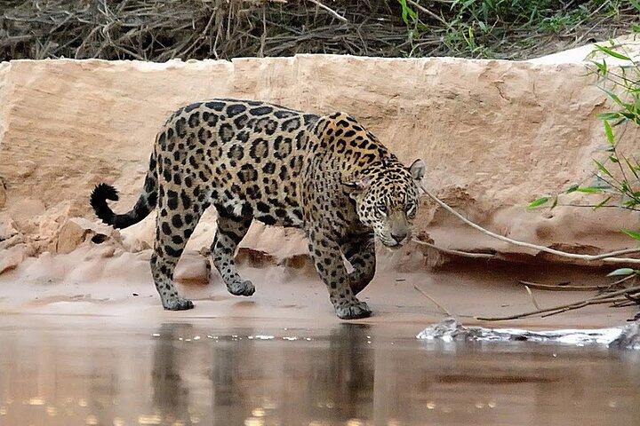 6-Days North Pantanal Experience - Following the footsteps of the Jaguar 