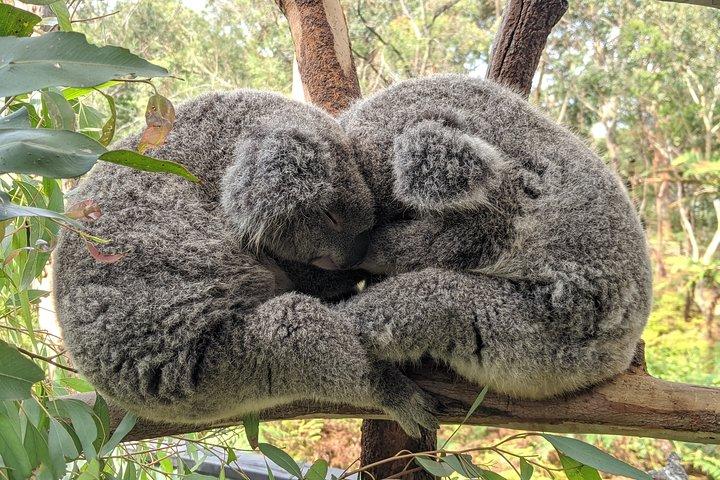 Australian Private Waterfalls tour with Koalas and Kangaroos 