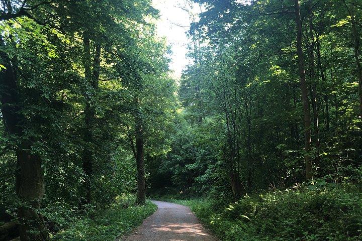 Forest Hike in Heidelberg