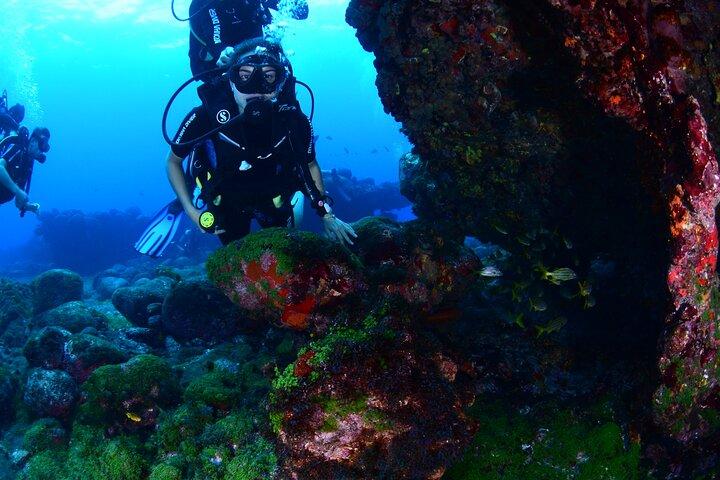 Diving Experience in Fernando de Noronha